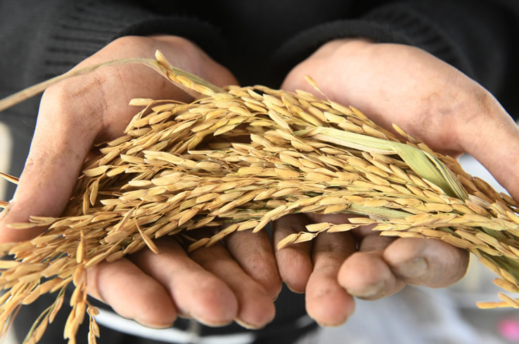 ������ϵ��ײ�ҵ��ѡȫ��ũҵ��ɫ��չ���Ͱ���